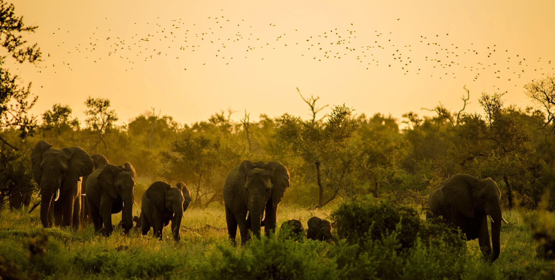 Troupeau d'éléphants marchants dans le Kruger au coucher su soleil, avec le ciel rempli d'oiseaux