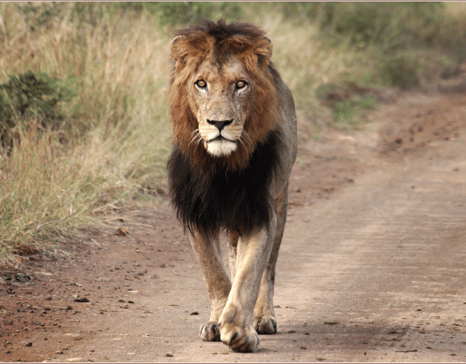 lion mâle marchant dans le Kruger National Park