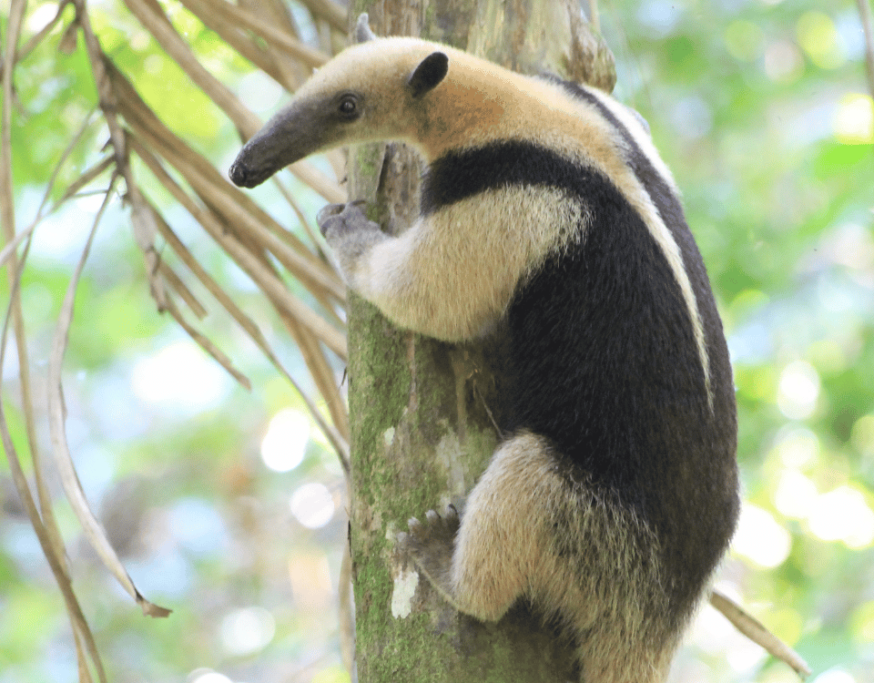Tamandou accroché à un arbre dans la forêt tropicale du parc national Corcovado au Costa Rica, photographié par Christophe le voyagiste sur mesure