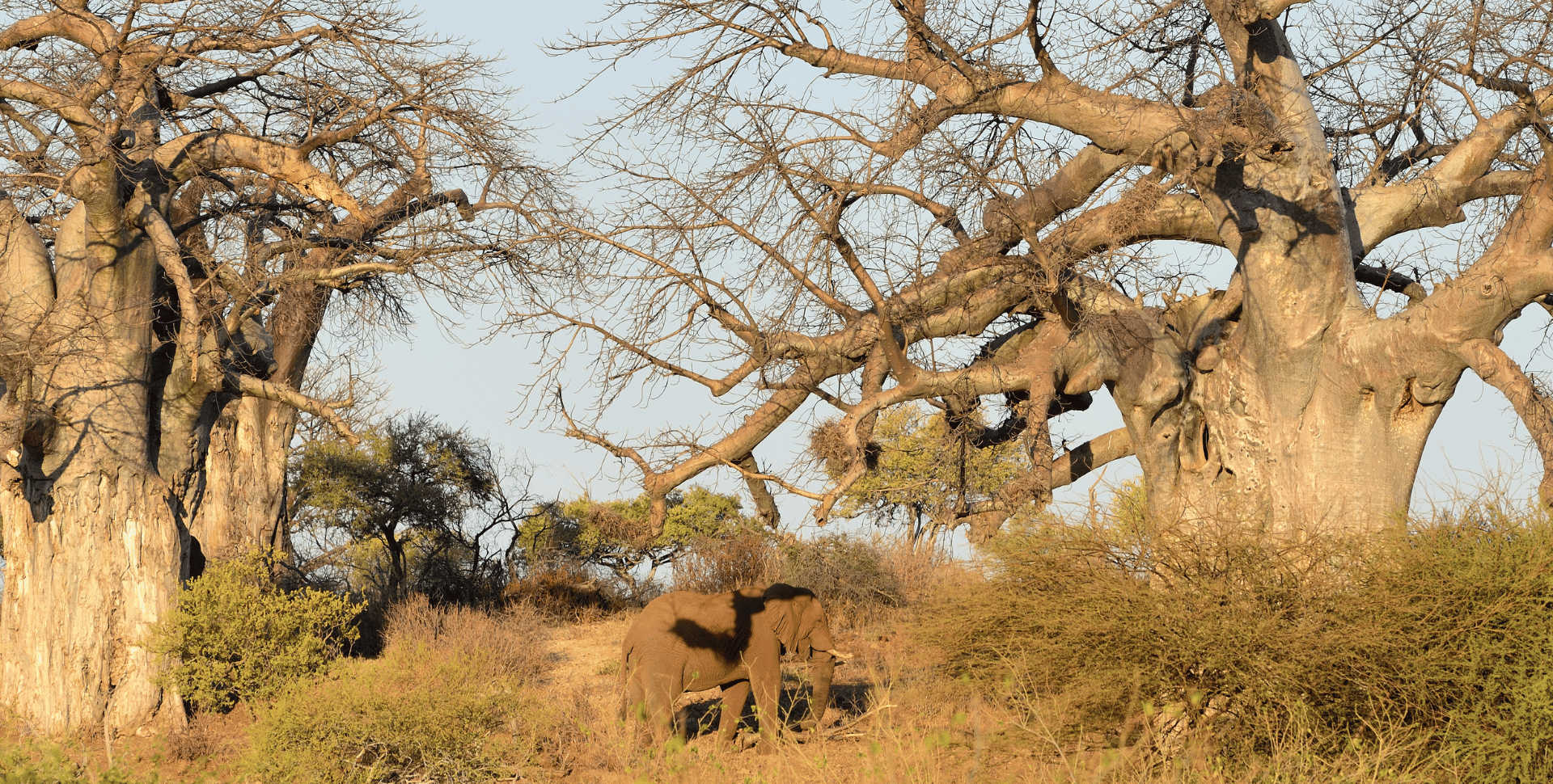 Baobabs près de Pafuri dans le Kruger