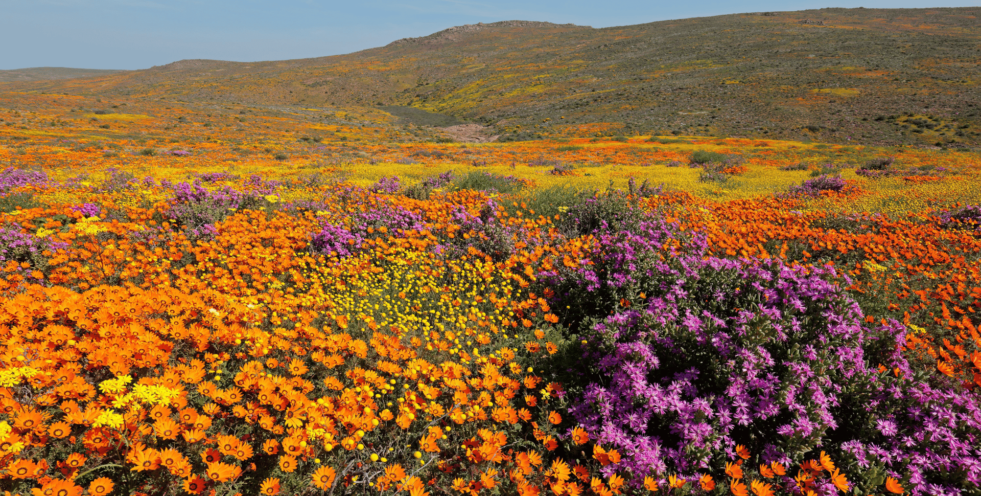 Désert du Namaqualand en fleur, curiosité des paysages d'Afrique du Sud