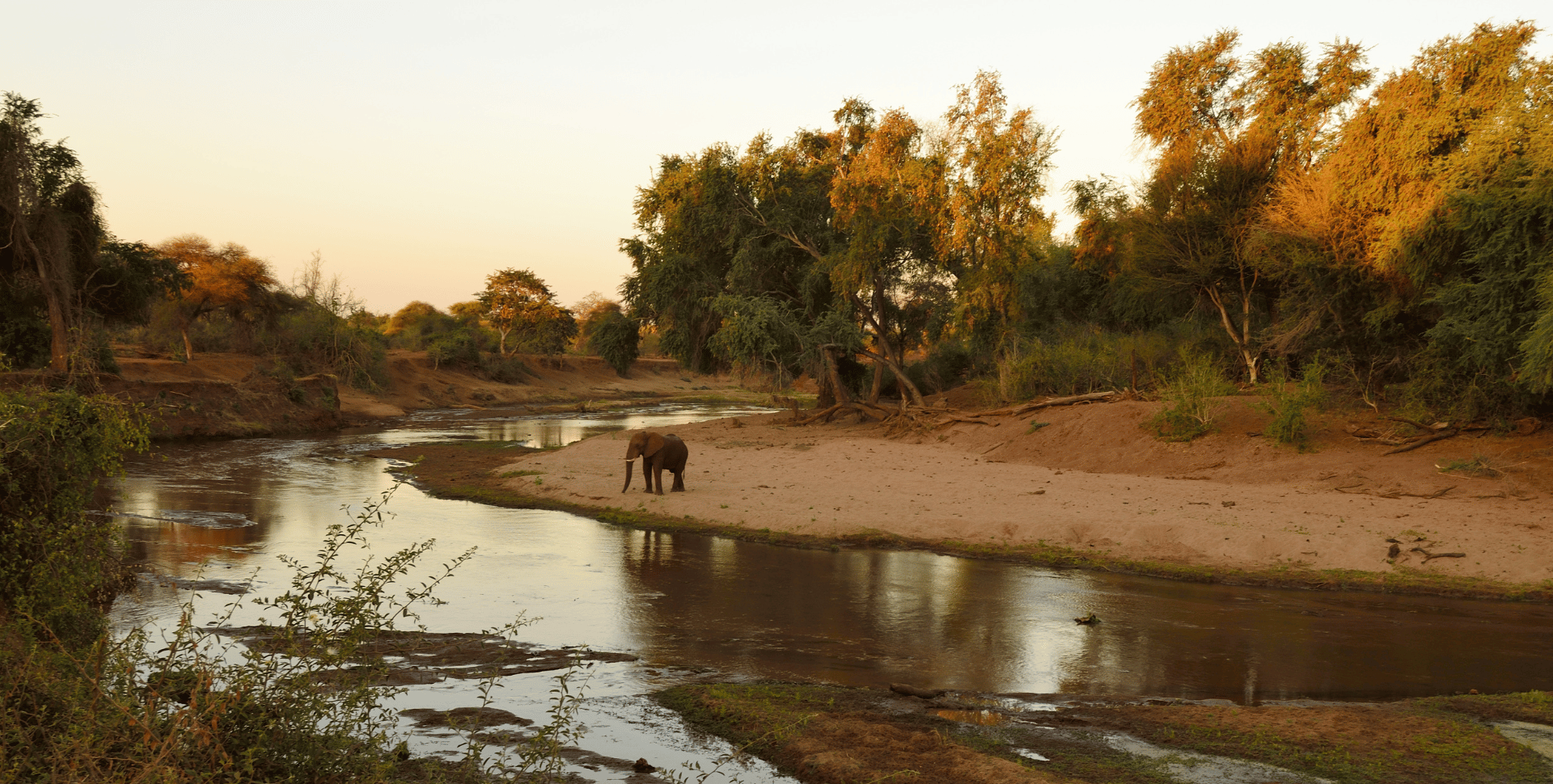 Elephant dans le Kruger en Afrique du Sud