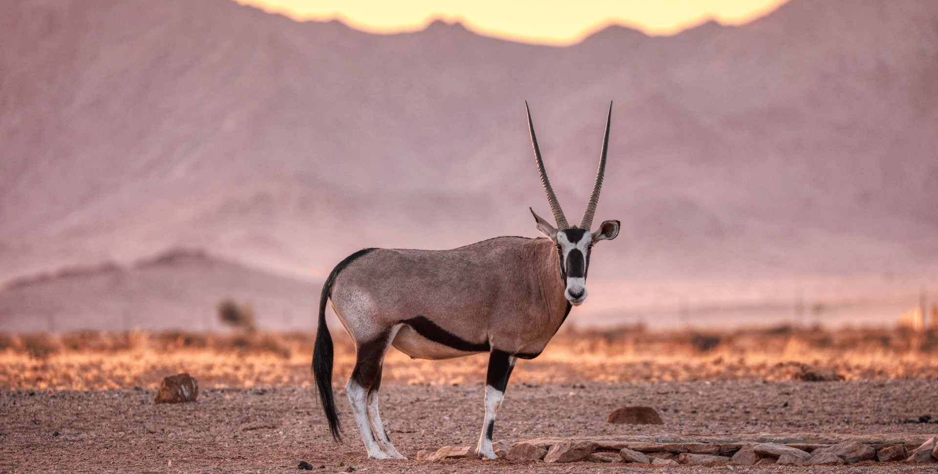Oryx dans le désert de Namibie