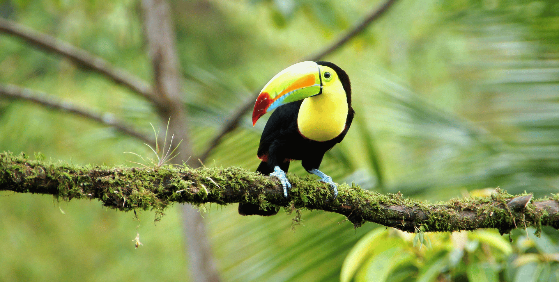 Les plus beaux pays du monde : toucan dans un arbre au Costa Rica
